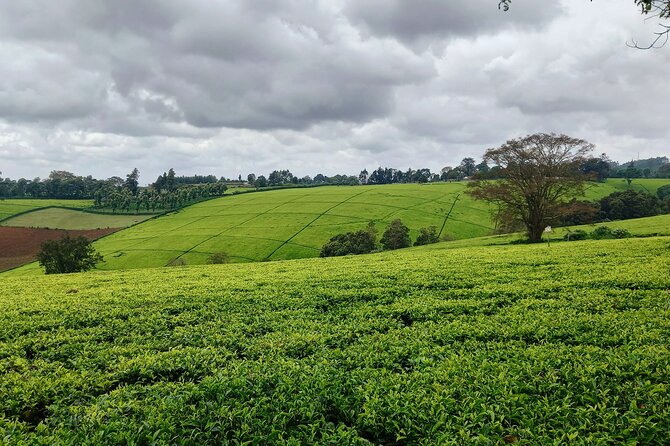 Riara tea farm tour with lunch and tea tasting from Nairobi - The farm visit rhythm: tour, lunch, then tea tasting