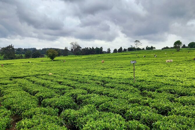 Riara tea farm tour with lunch and tea tasting from Nairobi - What’s included vs what you should plan for