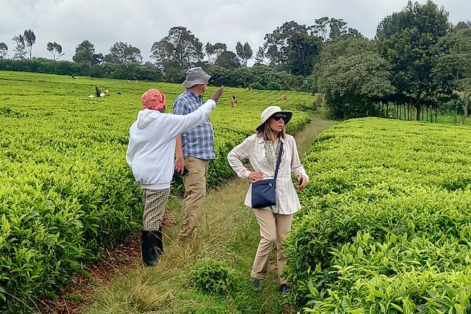 Riara tea farm tour with lunch and tea tasting from Nairobi - Who this tour fits best (and who might want to skip it)