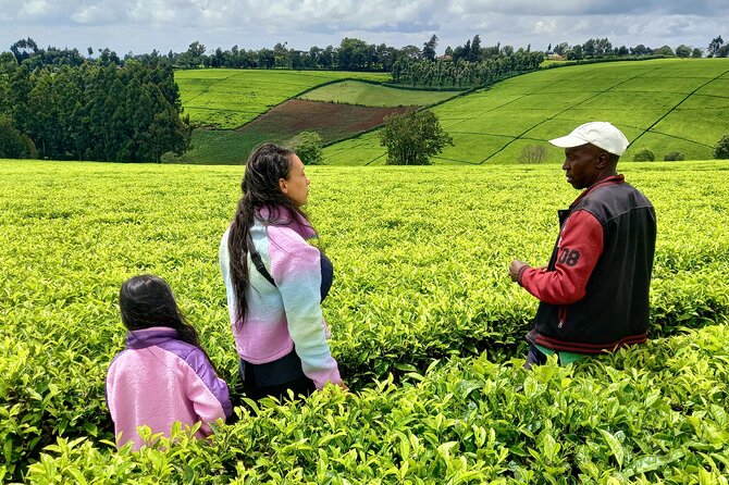 Riara tea farm tour with lunch and tea tasting from Nairobi - Practical tips to get the most out of the day