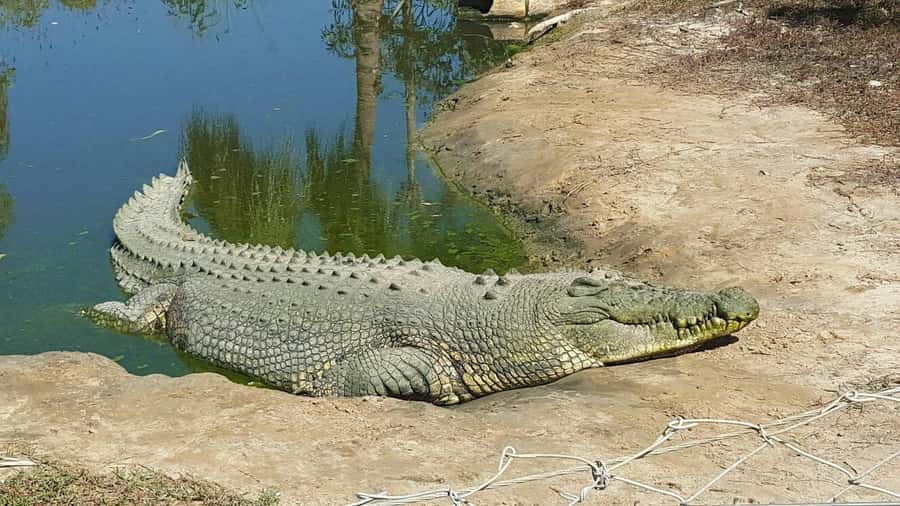 Rockhampton: Koorana Crocodile Farm Guided Tour - Koorana Crocodile Farm in Rockhampton: what you’re really paying for