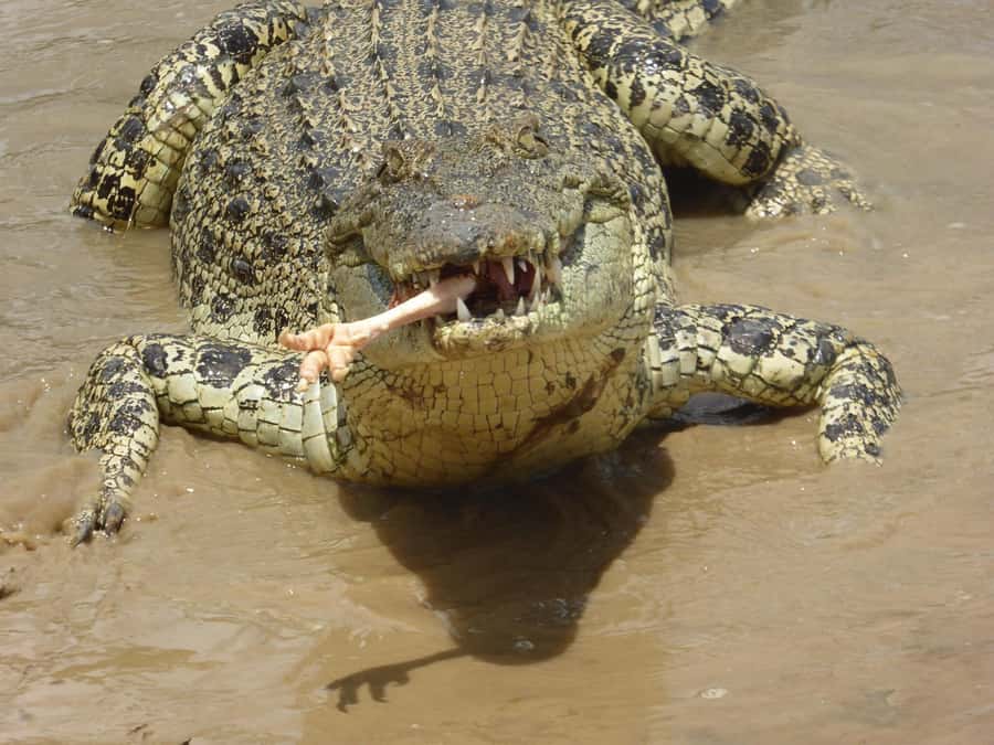 Rockhampton: Koorana Crocodile Farm Guided Tour - The behavior lesson: how crocs move, hunt, and rest