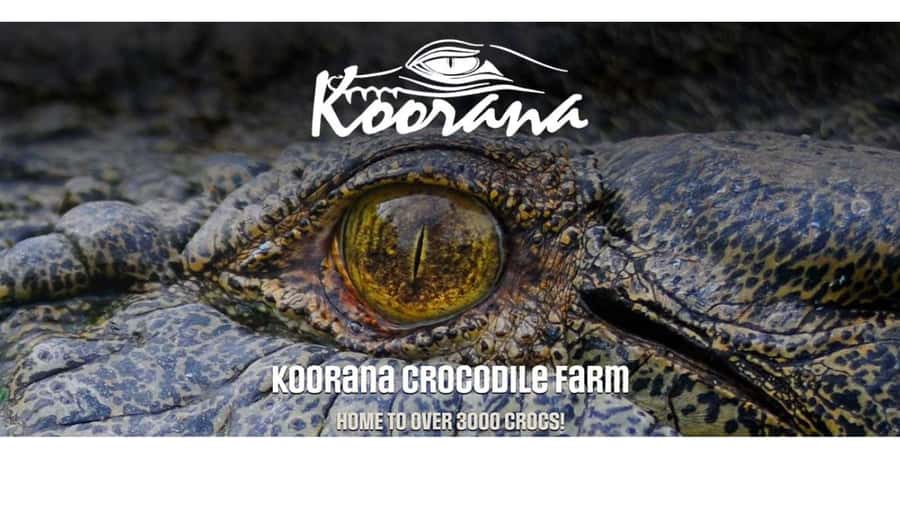 Rockhampton: Koorana Crocodile Farm Guided Tour - Starting the tour: conservation and commercial crocodiles explained