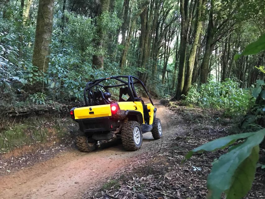 Rotorua: 4×4 Self-Drive Buggy Tour Through Farm and Bushland - Key highlights worth your attention