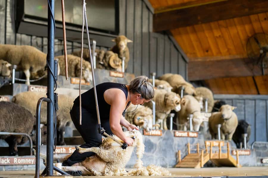 Rotorua: Authentic Kiwi Farm Experience at the Agrodome - Key highlights worth putting on your list