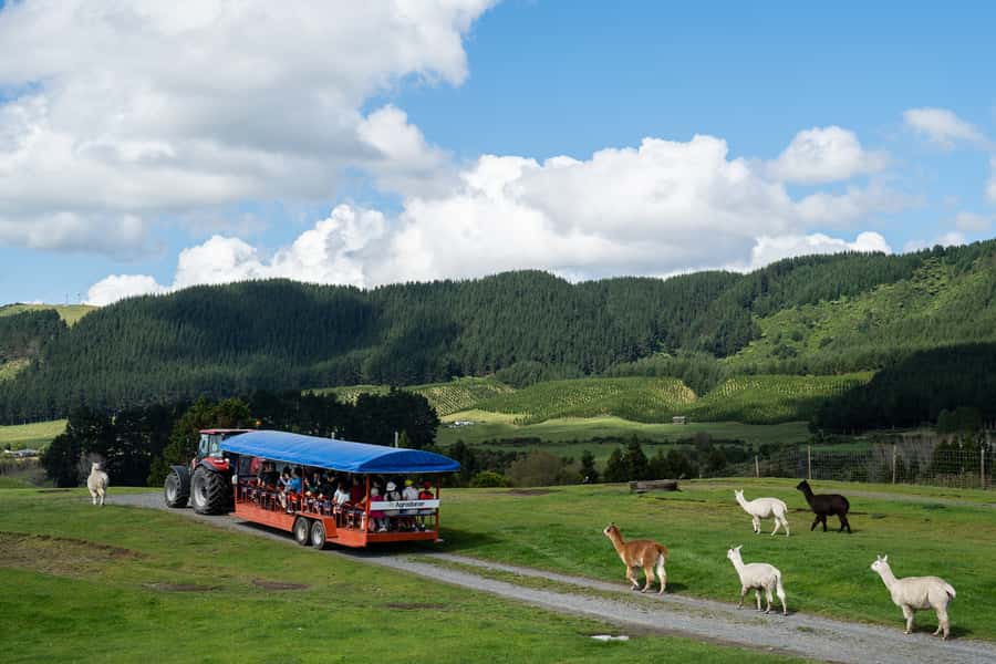Rotorua: Authentic Kiwi Farm Experience at the Agrodome - Agrodome Farm in Rotorua: a working 350-acre farm near town