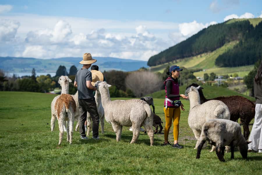 Rotorua: Authentic Kiwi Farm Experience at the Agrodome - The guided farm tour by all-weather trailer: orchard views and animal stops