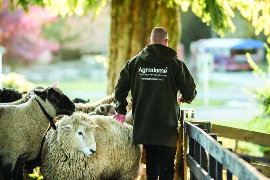 Rotorua: Authentic Kiwi Farm Experience at the Agrodome - New Zealand farming history: why sheep shearing matters here