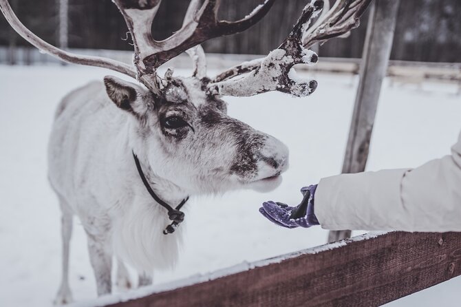 Rovaniemi: Authentic Lapland Reindeer Farm Visit & Sled Ride - Key highlights you should know before you go