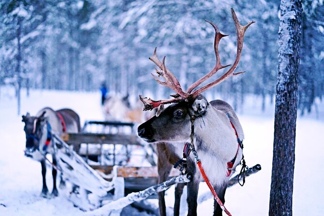 Rovaniemi: Authentic Lapland Reindeer Farm Visit & Sled Ride - Rovaniemi reindeer farm, minus the tourist fluff