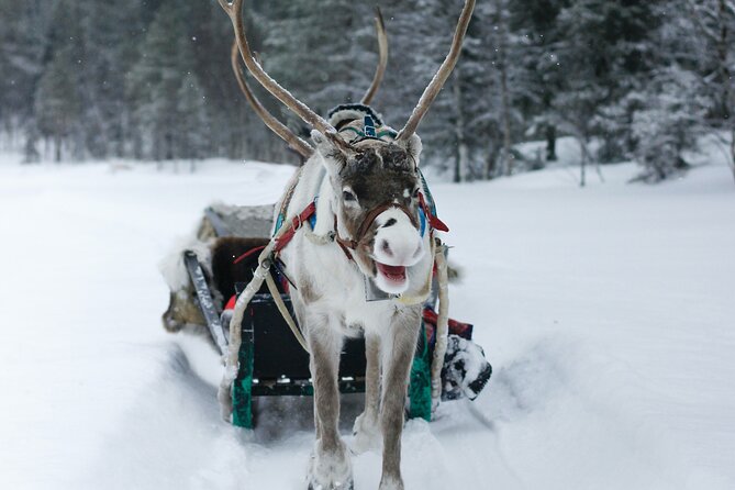 Rovaniemi: Authentic Lapland Reindeer Farm Visit & Sled Ride - Weather matters more than you think