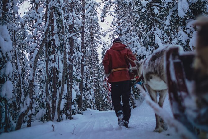 Rovaniemi: Authentic Lapland Reindeer Farm Visit & Sled Ride - What you’ll actually do on the farm