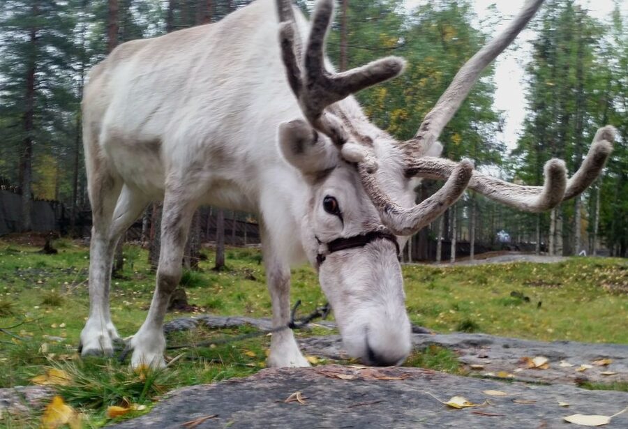 Rovaniemi: Authentic Reindeer Farm & Canoeing - Why this Rovaniemi combo works so well