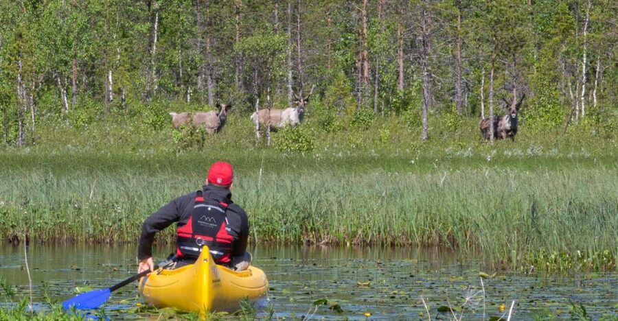 Rovaniemi: Authentic Reindeer Farm & Canoeing - Lichen feeding and the campfire lesson