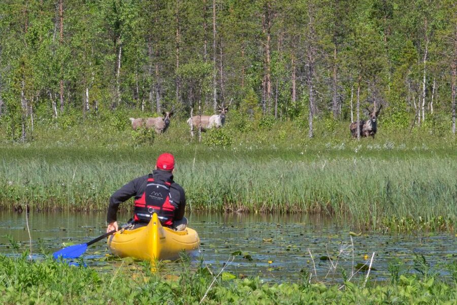 Rovaniemi: Authentic Reindeer Farm & Canoeing - The reindeer farm: real Lapland work, not just a photo stop