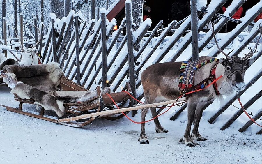 Rovaniemi: Authentic Reindeer Farm Visit & Short Sleigh Ride - Why This Reindeer Farm Is More Than a Quick Animal Photo