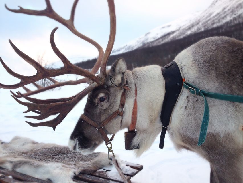 Rovaniemi: Authentic Reindeer Farm Visit & Short Sleigh Ride - The 2.5-Hour Flow: What Your Morning Will Actually Feel Like