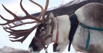 Rovaniemi: Authentic Reindeer Farm Visit & Short Sleigh Ride - Pickup, Transport, and Staying Comfortable Before the Farm
