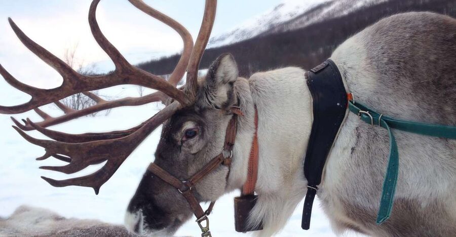 Rovaniemi: Authentic Reindeer Farm Visit & Short Sleigh Ride - Pickup, Transport, and Staying Comfortable Before the Farm