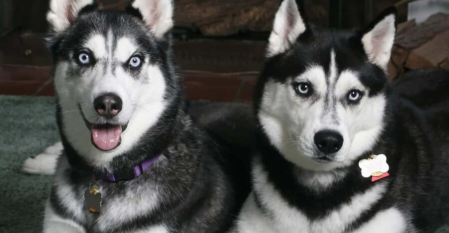 Rovaniemi: Family Friendly Husky Ride and Farm Visit - Hot Drinks, Snacks, and Guide Time: The Part People Forget to Mention
