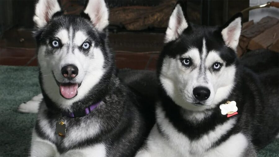 Rovaniemi: Family Friendly Husky Ride and Farm Visit - Should You Book Nordic Unique Travels’ Husky Ride?
