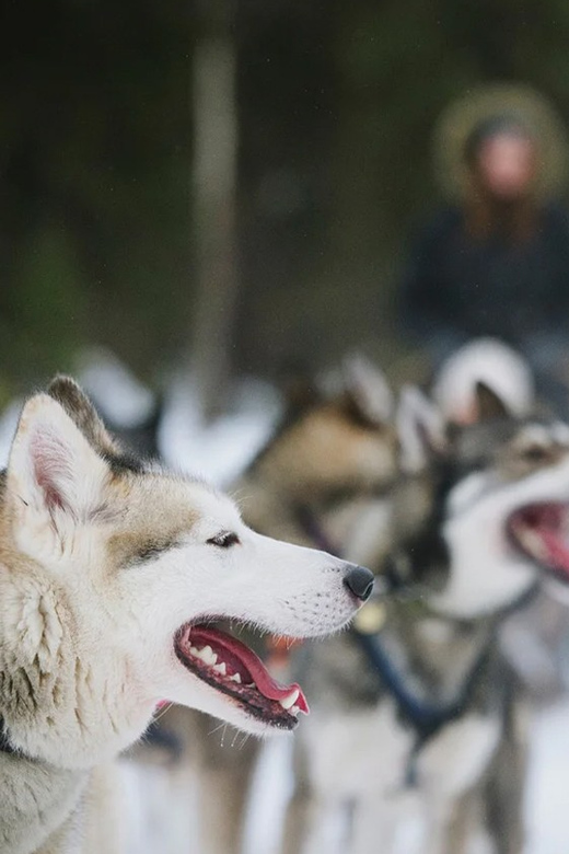 Rovaniemi: Family Friendly Husky Ride and Farm Visit - The Husky Sled Ride Through Snow: Expect Speed, Not a Long Trek