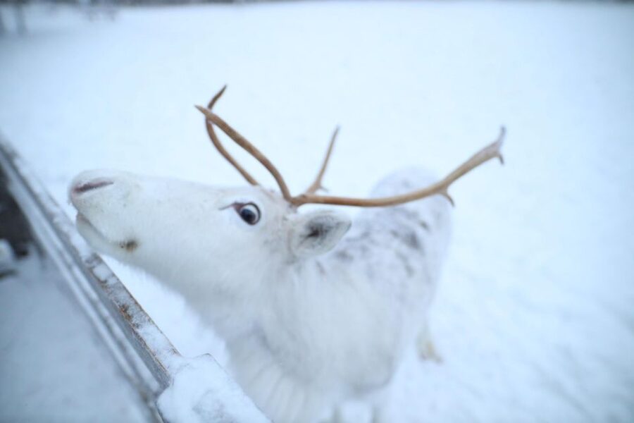 Rovaniemi: Husky and reindeer farm visit with sleigh rides - Where Husky and Reindeer Farm Time Fits in Rovaniemi