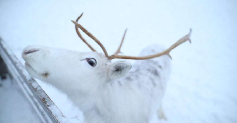 Rovaniemi: Husky and reindeer farm visit with sleigh rides - Price and Value: What $212 Really Buys You