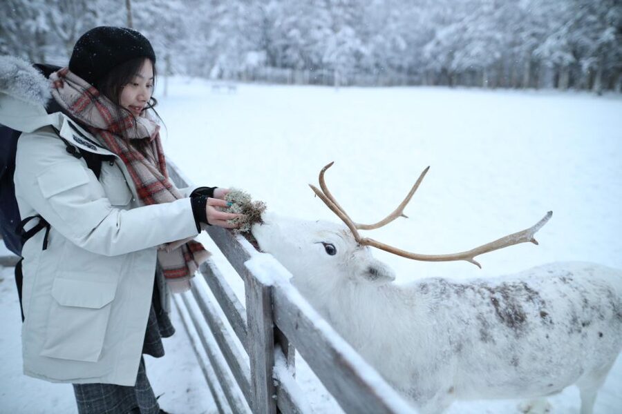 Rovaniemi: Husky and reindeer farm visit with sleigh rides - Husky Park Visit: How the Dogs’ Daily Work Is Explained