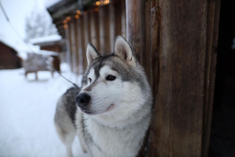Rovaniemi: Husky and reindeer farm visit with sleigh rides - The 1km Husky Sleigh Ride: The Fun Part (and How to Prep)