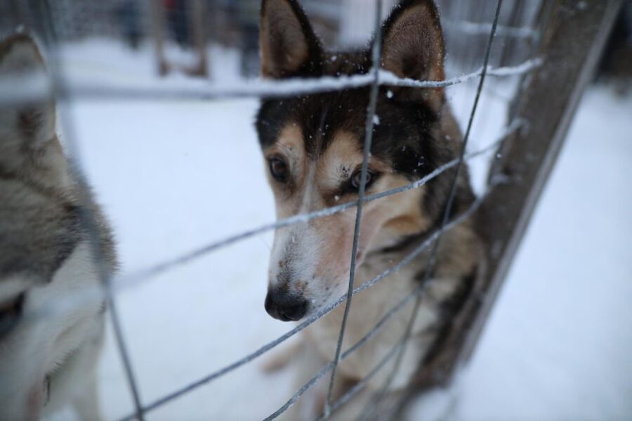 Rovaniemi: Husky and reindeer farm visit with sleigh rides - Reindeer Farm: Feeding, Petting, and Understanding Gentle Giants