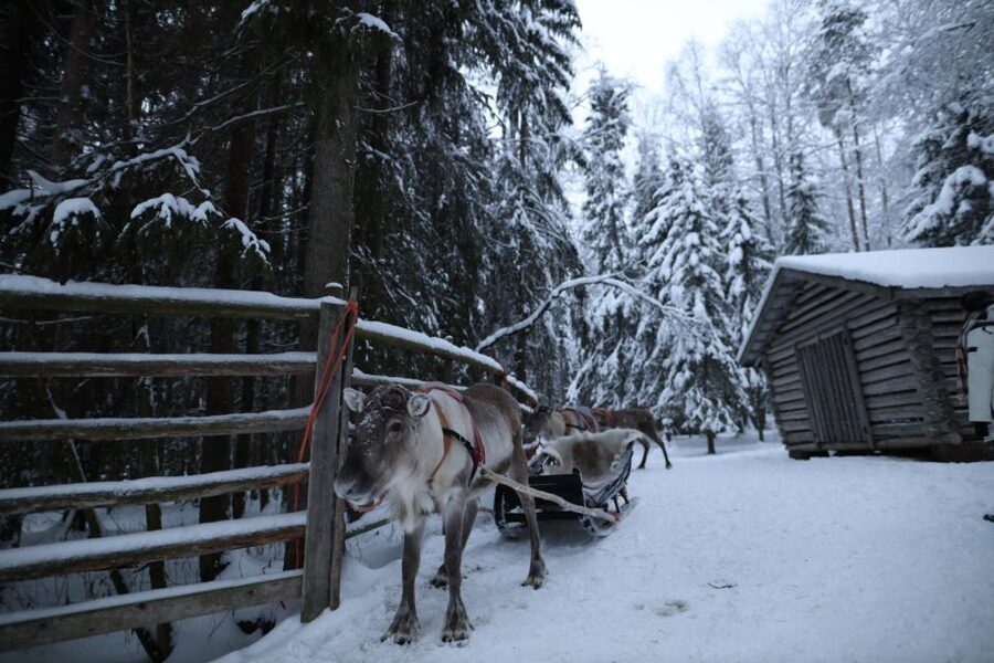 Rovaniemi: Husky and reindeer farm visit with sleigh rides - What’s Included vs. What You Must Bring