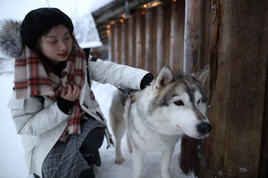 Rovaniemi: Husky and reindeer farm visit with sleigh rides - The Potential Downside: Ride Style and Husky Viewing Can Feel Limited
