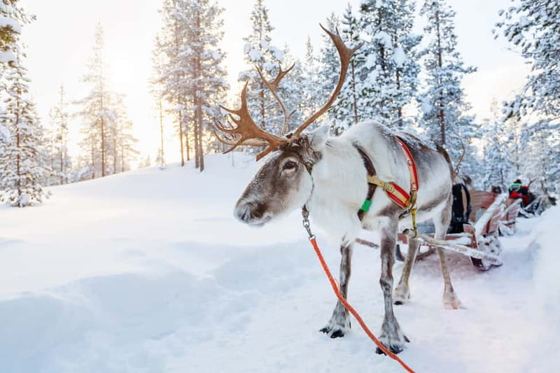 Rovaniemi: Husky Farm and Reindeer Experience - Husky Park and Close-Up Time: The Part Kids Talk About