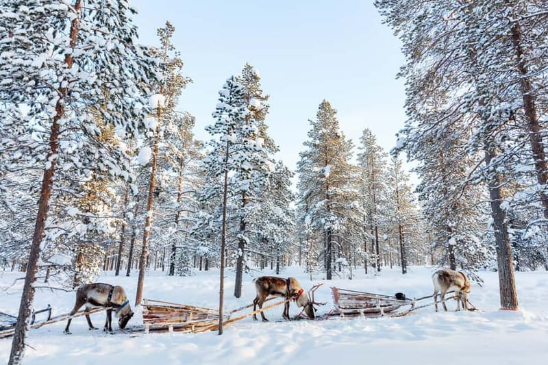 Rovaniemi: Husky Farm and Reindeer Experience - Shared Husky Sleigh Ride: 500m of Energy