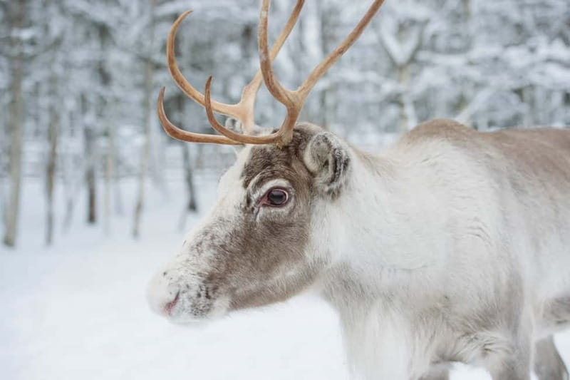 Rovaniemi: Husky Farm and Reindeer Experience - Santa Claus Village Time: Useful, But Timing Can Vary