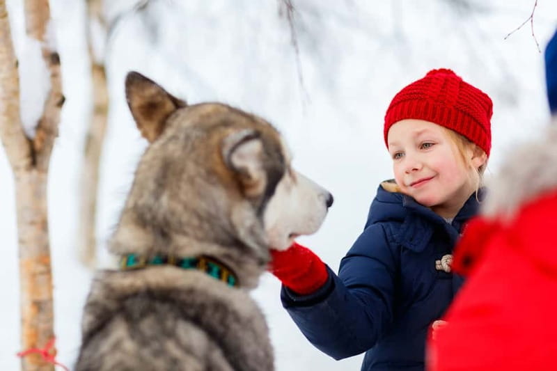 Rovaniemi: Husky Farm and Reindeer Experience - Price and Value: Is $192 Worth It?