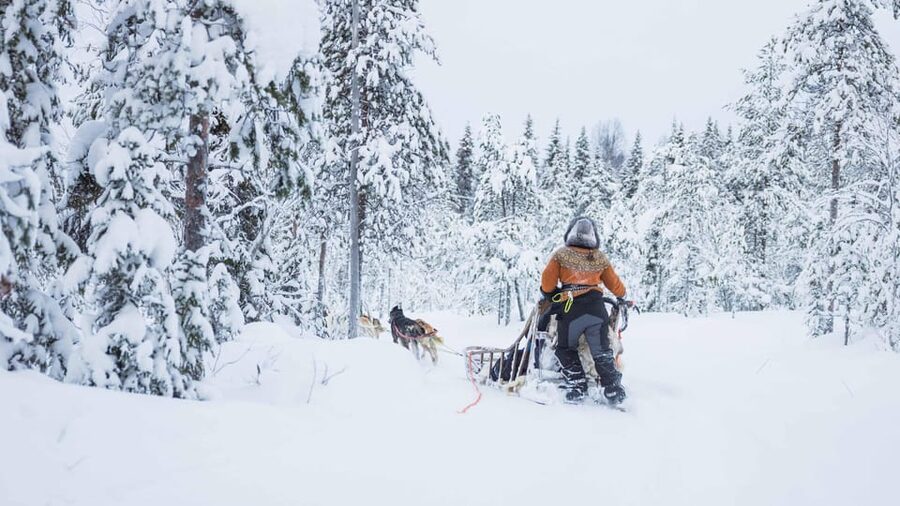Rovaniemi: Husky Farm Visit with a Sledge Ride - Meeting Points and Getting to the Farm Without Stress