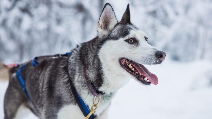 Rovaniemi: Husky Farm Visit with a Sledge Ride - The 1 km Husky Sledge Ride Through Snow