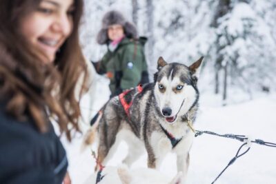 Rovaniemi: Husky Farm Visit with a Sledge Ride - The Kennel Hug Session: What Close-Up Really Feels Like