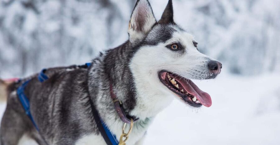 Rovaniemi: Husky Farm Visit with a Sledge Ride - Value for Money: How $122 Maps to What You Get