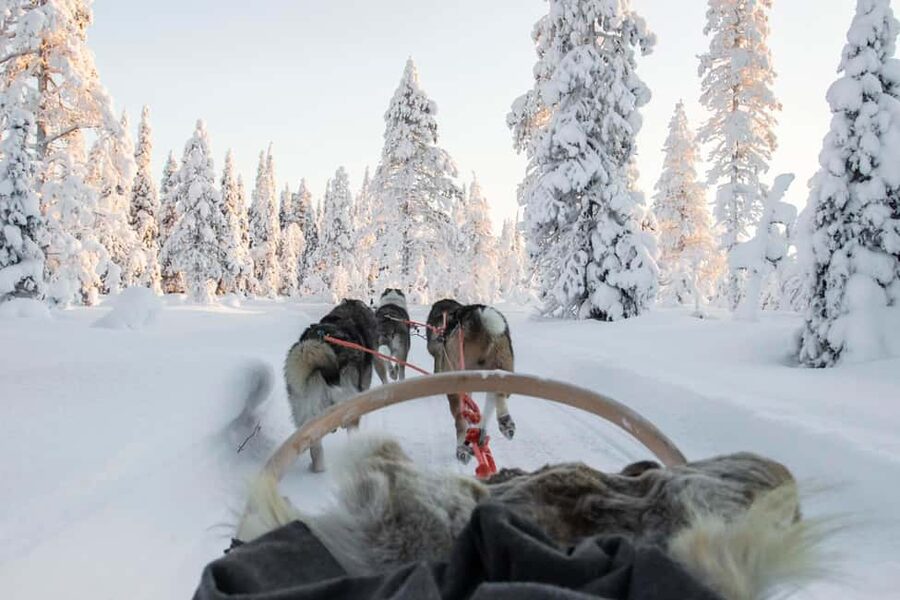 Rovaniemi: Husky Sled Ride and Farm Visit - Key things to know before you go