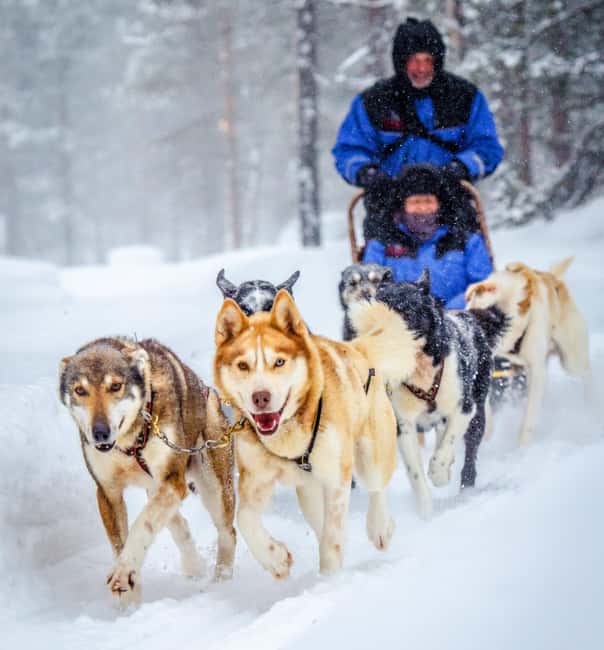 Rovaniemi: Husky Sled Ride and Farm Visit - From central Rovaniemi to the husky farm, without fuss