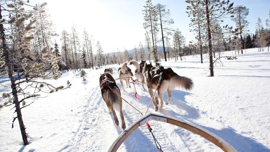 Rovaniemi: Husky Sled Ride and Farm Visit - Warming up in the hut: hot drink and cookies that actually help