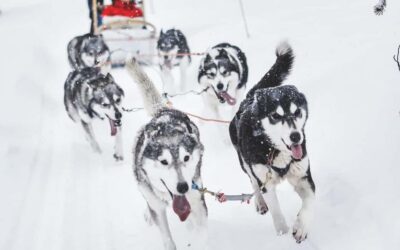 Rovaniemi: Husky Sled Ride and Farm Visit - The Drive and the Farm Arrival: What Happens Before the Dogs Pull
