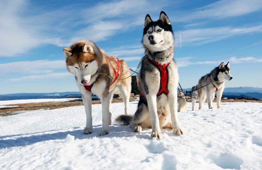Rovaniemi: Husky Sled Ride and Farm Visit - How to set expectations so you enjoy it