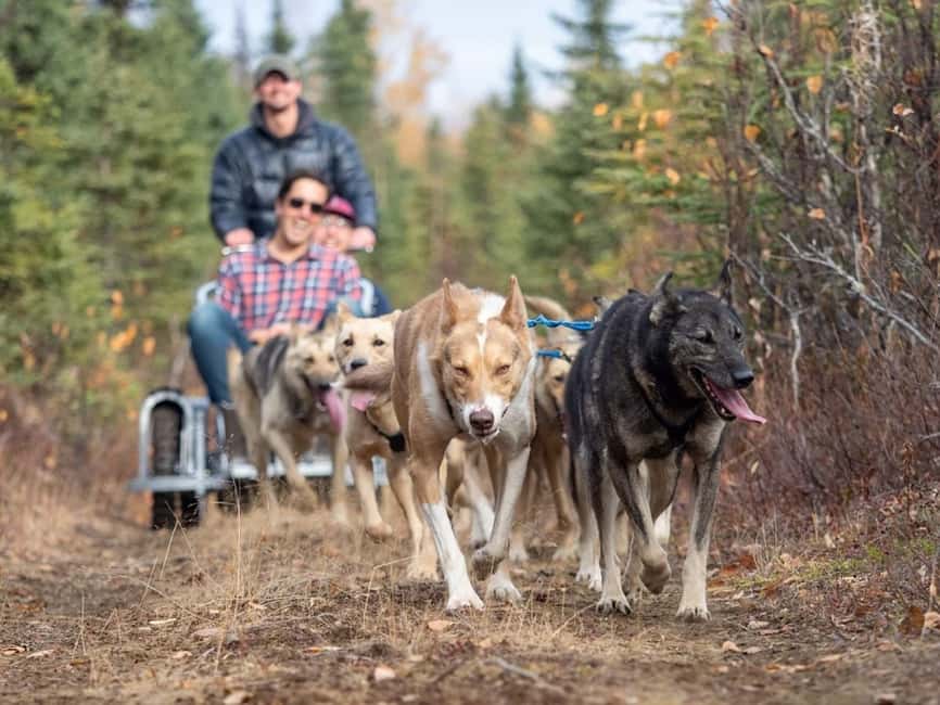 Rovaniemi: Husky Sled Ride and Farm Visit - Who this husky ride works best for