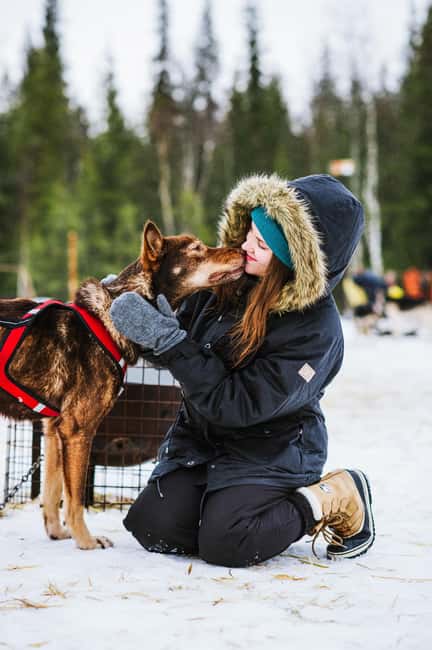 Rovaniemi: Husky Sled Ride and Farm Visit - Should you book this Rovaniemi husky sled ride and farm visit?