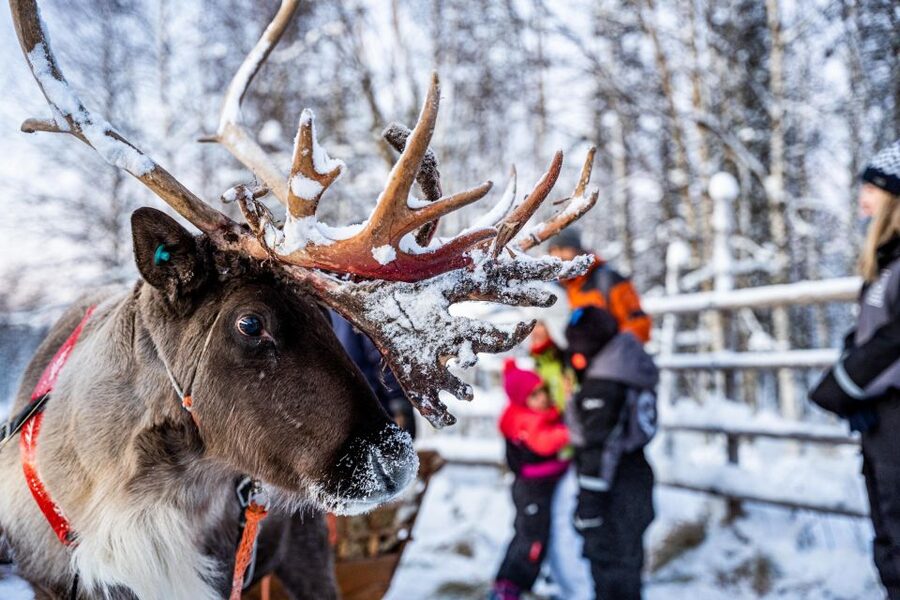 Rovaniemi: Local Reindeer Farm Visit with Sleigh Ride - Key highlights worth your attention