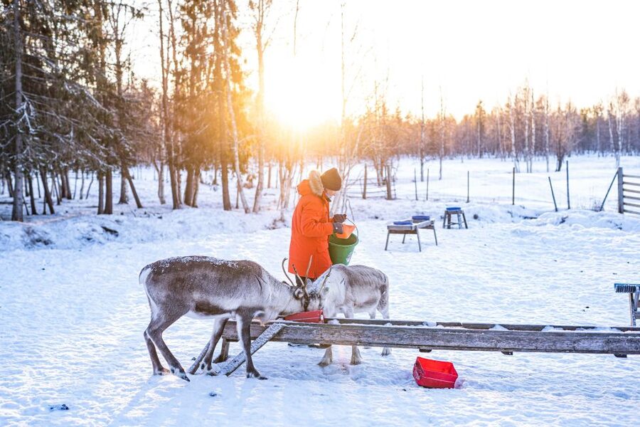 Rovaniemi: Local Reindeer Farm Visit with Sleigh Ride - Rovaniemi Reindeer Farm: What makes it feel genuinely Lapland